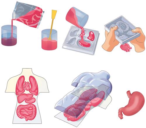 Clementoni - Squishy Anatomie - Educatief Speelgoed voor Kinderen - Vanaf 7 jaar