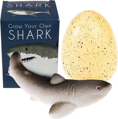 Haai - ei - Rex London - Dino ei - Shark - Grow - Baby Shark