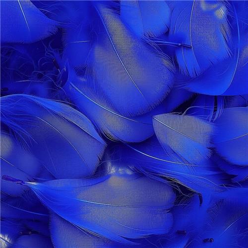 Thelau - Veren om te Knutselen - 600 Stuks Koningsblauwe en Natuurlijke Veren voor Decoratie en Handwerk