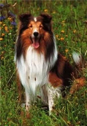 Schmidt Puzzle Border Collie - 100 stukjes