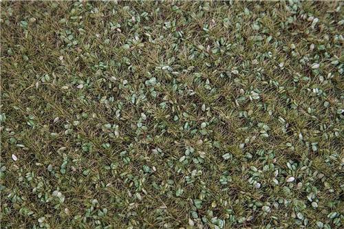 Faller - PREMIUM Landschaps-segment, Wei met wilde kruiden - modelbouwsets, hobbybouwspeelgoed voor kinderen, modelverf en accessoires