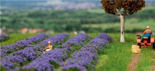 Faller - Lavender field - FA181279 - modelbouwsets, hobbybouwspeelgoed voor kinderen, modelverf en accessoires