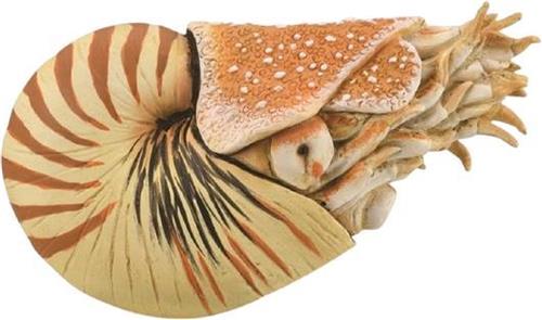 Collecta Speeldier Prehistorie Nautilus 10 Cm Abs Beige