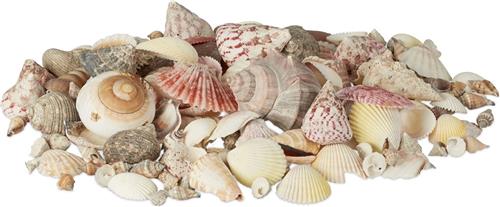 Relaxdays decoratie schelpen - met grote slakkenhuizen - 1 kg - knutselen - badkamer
