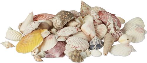Relaxdays schelpenmix met zeeslakken - 500 g - decoratieve schelpen - knutselen kleurmix