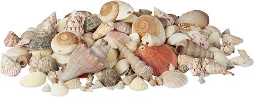 Relaxdays decoratie schelpen - met grote zeeslakken - 2 kg - knutselen - tafeldecoratie