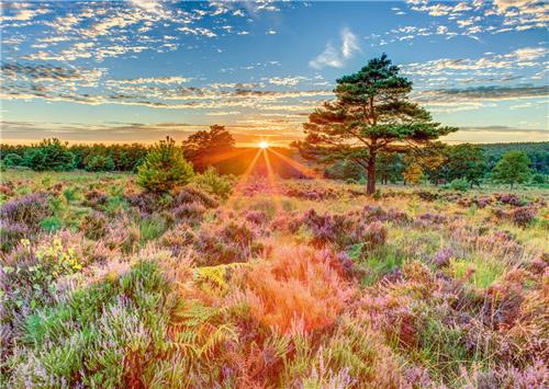 Schmidt puzzel Heide im Sonnenuntergang - 1000 stukjes.